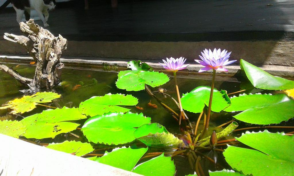 River Retreat Sigiriya Dış mekan fotoğraf